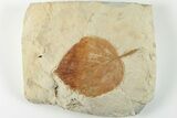 2.9" Fossil Leaf (Davidia) - Montana - #201337-1